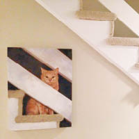 相信貓咪一定很喜歡在樓梯遊玩。