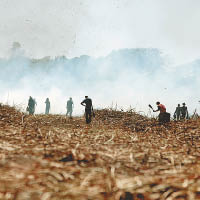 甘蔗工人的工作環境惡劣。