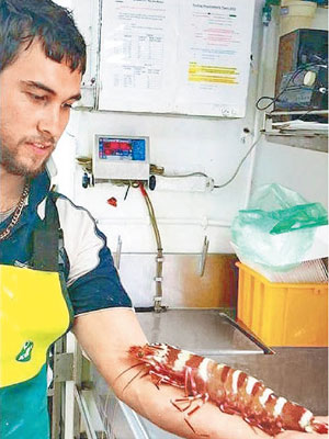 巨蝦有如成人手臂般長。（互聯網圖片）