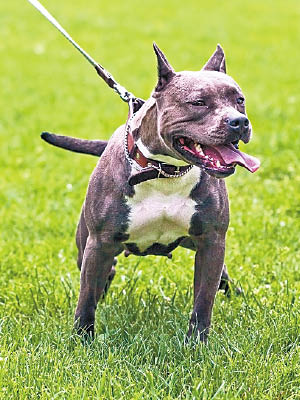 英國有斯塔福德郡布爹利犬咬死主人，圖為同品種狗隻。