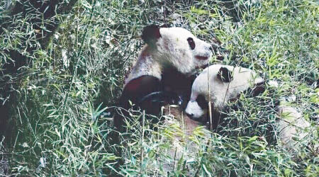 大熊貓寶寶（右）被拍攝鑽到母親懷裏吃奶的珍貴片段。（互聯網圖片）