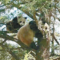 大熊貓母子被拍到野外活動。