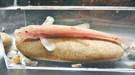 泥鰍經進化後，長有細長觸鬚及較大鼻孔。（康斯坦茨大學圖片）