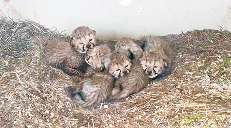 獵豹寶寶依偎在一起。（美國國家動物園圖片）