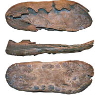 考古人員發現保存良好的皮製羅馬鞋。