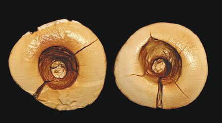 意大利北部近日出土相信屬舊石器時代人類的牙齒。（互聯網圖片）