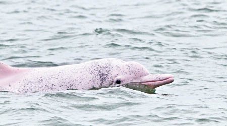 環評報告稱三跑工程對白海豚不會產生明顯影響。