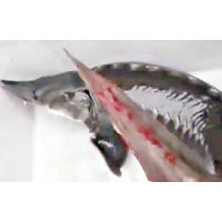 中華鱘的魚鰭疑受傷。