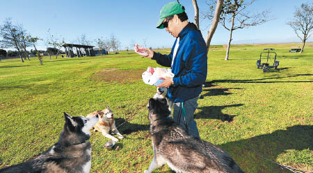 洛杉磯爆狗流感。圖為當地人餵飼狗隻。（資料圖片）