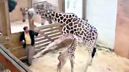 長頸鹿母親多次踢向獸醫。（動物冒險公園圖片）