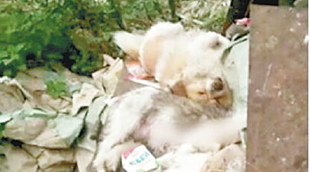 學霸狗被棄屍垃圾堆。（互聯網圖片）
