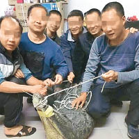 六名偷鱷賊得手後，擒着鱷魚合照。