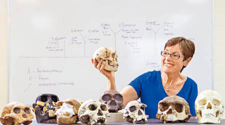 阿格展示「哈比人」頭骨模型。（澳洲國家大學圖片）