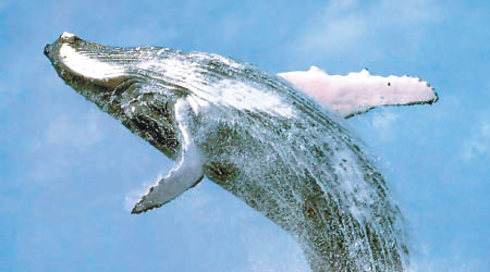 座頭鯨之間可互相溝通。（資料圖片）