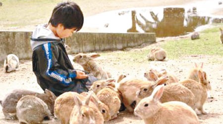 到訪兔子島的遊人近年急增。（資料圖片）