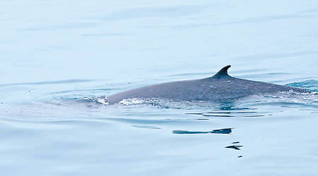 角島鯨現身花蓮外海。（互聯網圖片）