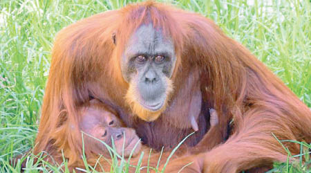 紅毛猩猩母子日前爬出圍欄。（珀斯動物園圖片）