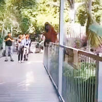 紅毛猩猩坐在圍欄上。（互聯網圖片）