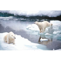 全球增溫導致北極融冰，威脅當地的物種。（資料圖片）