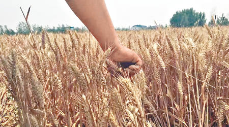 河南新鄉的小麥重金屬「鎘」超標，食用恐影響人體健康。（互聯網圖片）
