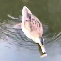 鴨子迅速游過去把金魚吃掉。（互聯網圖片）