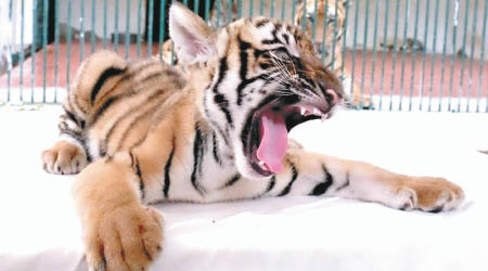 廣州動物園時隔十五年後再次成功繁殖華南虎。（互聯網圖片）