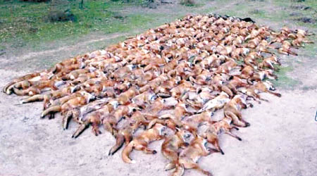 照片中有逾百隻狐狸陳屍。（互聯網圖片）