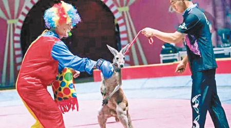 無錫動物園新增袋鼠與人搏鬥的表演，被指虐待動物。（互聯網圖片）
