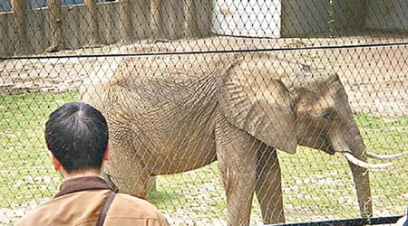 中國人喜歡到動物園看大象。（資料圖片）