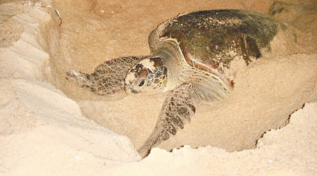 透過人工繁殖技術，成功孕育出綠海龜。（互聯網圖片）