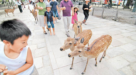 奈良鹿深受遊客歡迎。（資料圖片）
