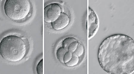 本次研究可修復胚胎的致病突變基因。