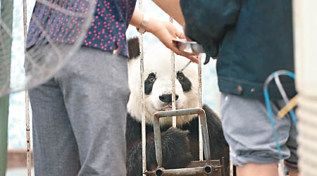 飼養員邊抽煙邊餵大熊貓。（互聯網圖片）