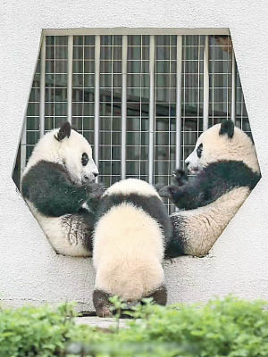 中心發出大熊貓的照片「報平安」。（互聯網圖片）