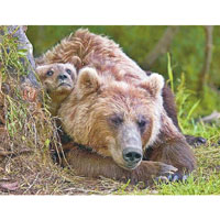 棕熊當時和幼崽一起。（互聯網圖片）