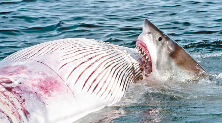 大白鯊張開血盆大口噬咬小鬚鯨屍體。（互聯網圖片）