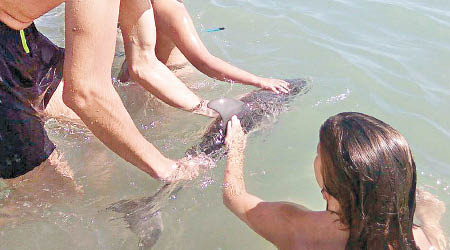 遊客爭相撫摸海豚。（互聯網圖片）