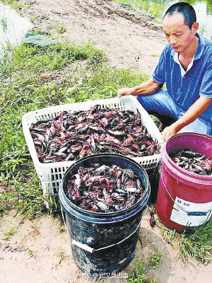 彭男養殖的小龍蝦集體死亡。（互聯網圖片）