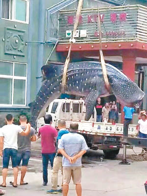 鯨鯊被貨車運送到當地一家酒店。（互聯網圖片）