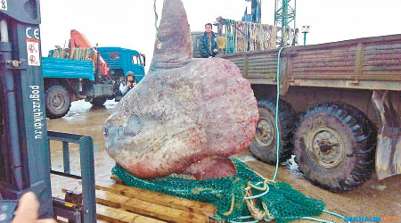 俄羅斯一批漁夫發現巨型月魚。（互聯網圖片）