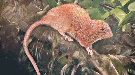 研究員成功在所羅門群島捕捉該隻巨鼠。（菲爾德博物館圖片）