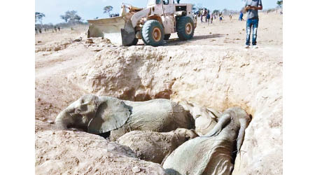 五頭大象被困土坑，華企出動挖泥機救援。（互聯網圖片）