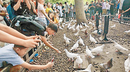 浙江杭州西湖周一迎來大批遊客，他們爭相餵食景區內的鴿子。（互聯網圖片）