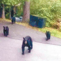 多頭黑熊在附近的住宅區遊蕩。