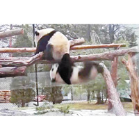 兩隻熊貓幼崽活躍好動，經常爬東爬西。
