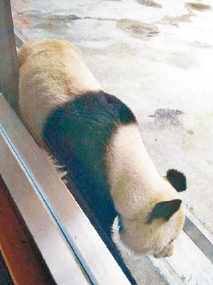 大熊貓非常瘦弱，看起來沒精打采。（互聯網圖片）