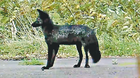 全黑狐狸在日本非常罕見。（知床博物館圖片）