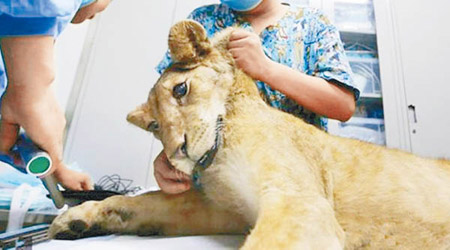 醫護人員在手術前替小獅子進行檢查。