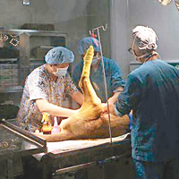 小獅子因無法承受麻醉劑量而死在手術台上。（互聯網圖片）