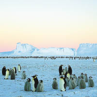 冰層變厚，令企鵝需往更遠的地方覓食。（資料圖片）